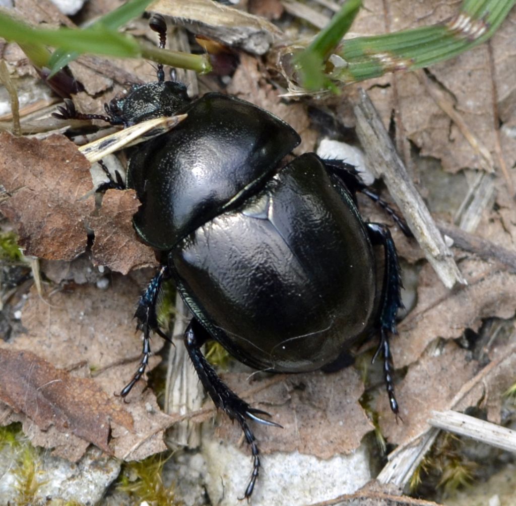 Trypocopris alpinus (cfr.)